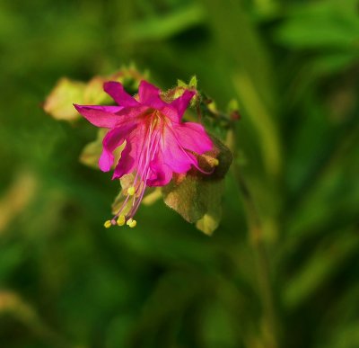 Mirabilis nyctaginea