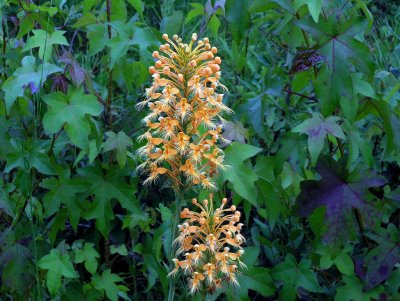 Platanthera ciliaris