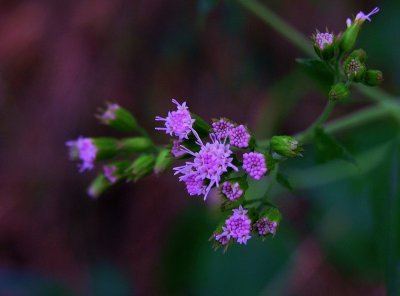 Fleischmannia incarnata