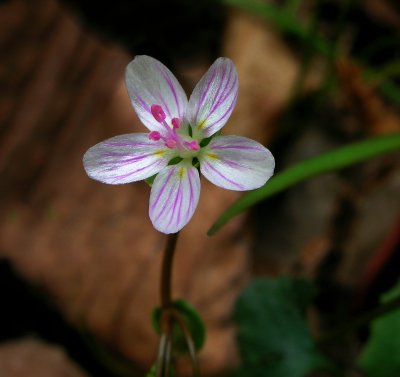 Claytonia virginica