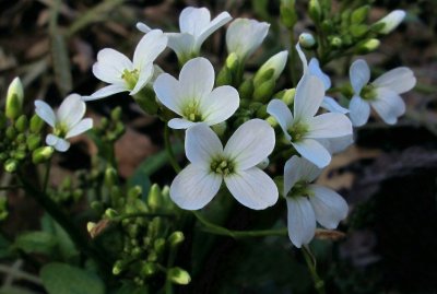 Cardamine bulbosa