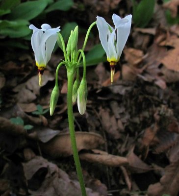 Primula meadia