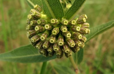 Asclepias viridiflora