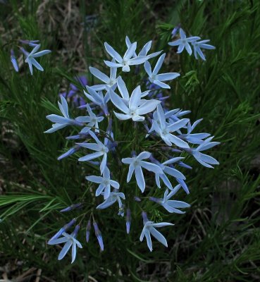 Amsonia ciliata