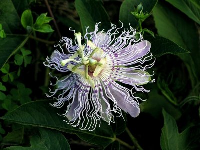 Passiflora incarnata