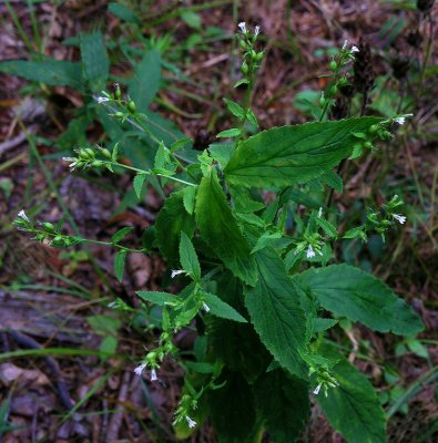 Lobelia inflata