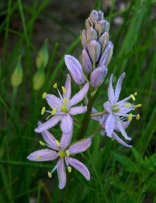 Camassia scilloides