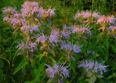 Monarda fistulosa var. mollis