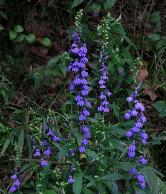 Lobelia siphilitica