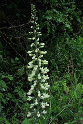 Baptisia alba