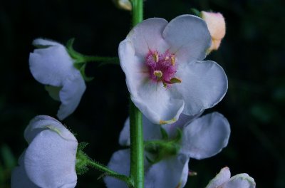 Verbascum blattaria