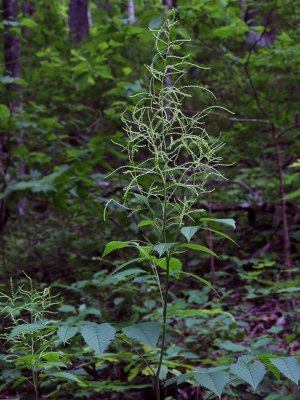 Aruncus dioicus var. pubescens