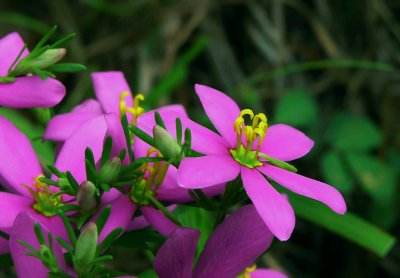 Sabatia brachiata