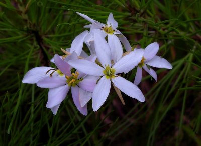 Sabatia brachiata