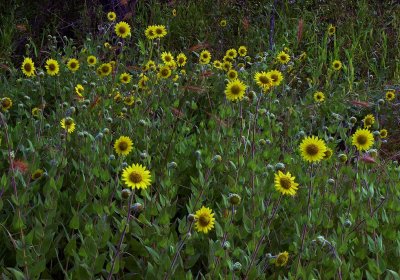 Helianthus mollis