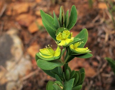 Hypericum hypericoides