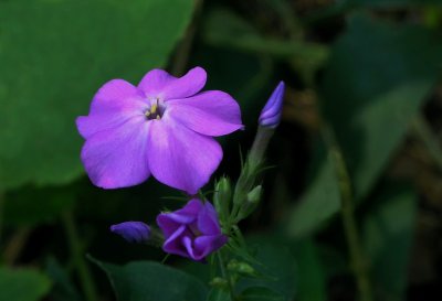 Phlox paniculata