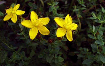 Hypericum perforatum