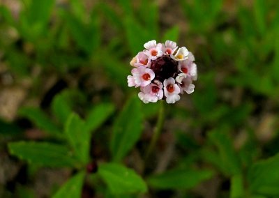 Phyla lanceolata