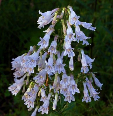 Penstemon arkansanus