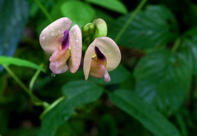 Strophostyles umbellata