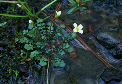 Leavenworthia uniflora