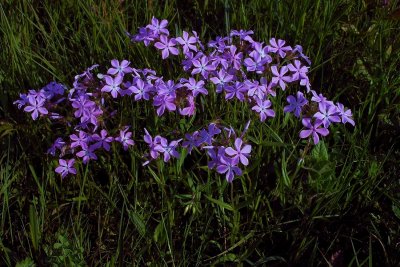 Phlox pilosa ssp. ozarkana