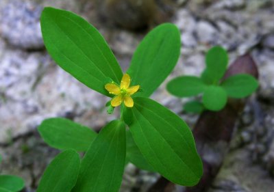 Hypericum mutilum