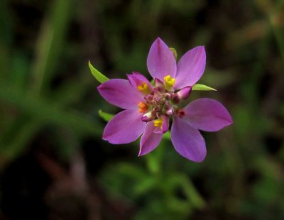 Polygala sanguinea