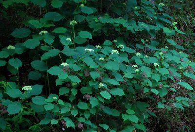 Hydrangea arborescens