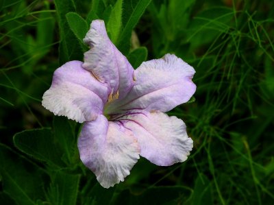 Ruellia humilis