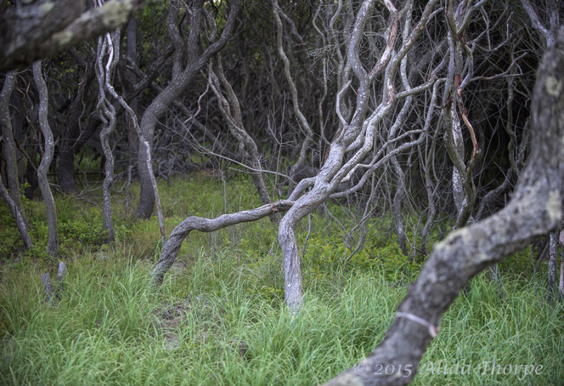 Twisted Trees 