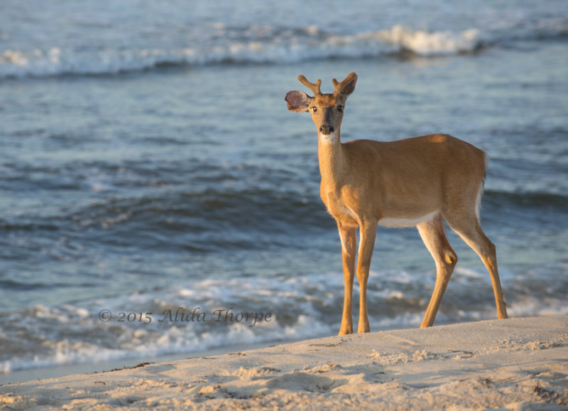 Young Buck on Beach