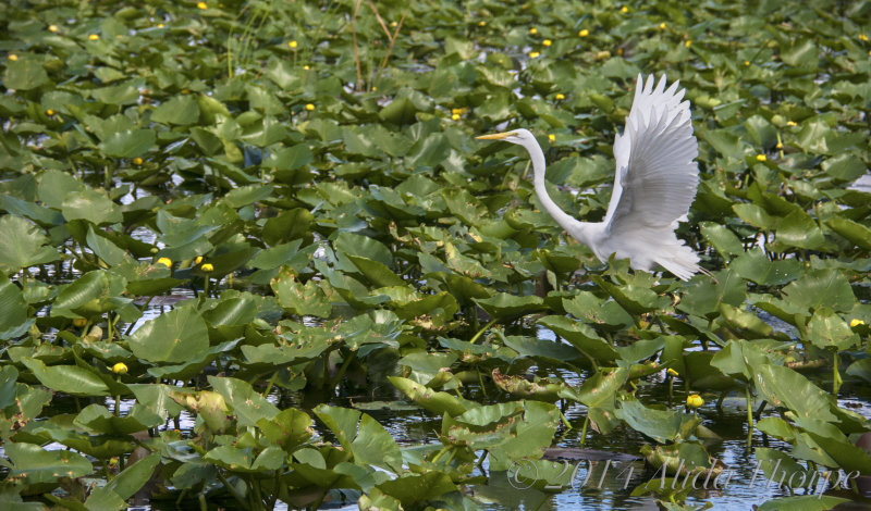 egret in pond