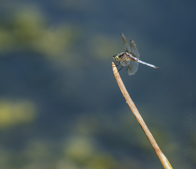 dragonfly blue