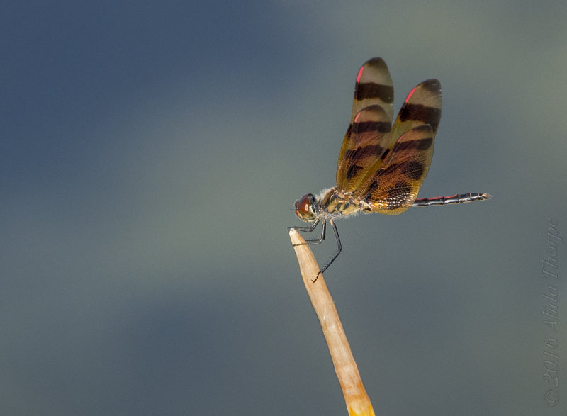 dragonfly brown
