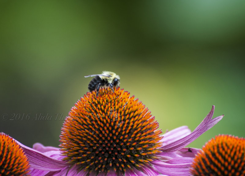 Coneflower Bee