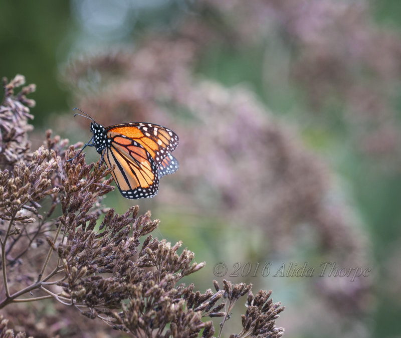 Monarch on Pink