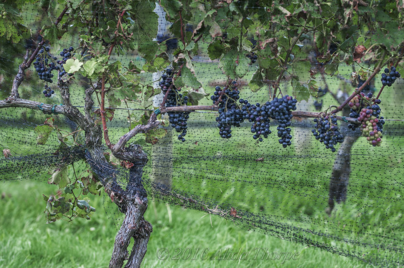 winery vines