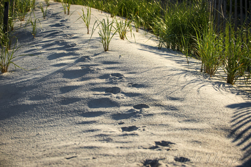 Animal Tracks