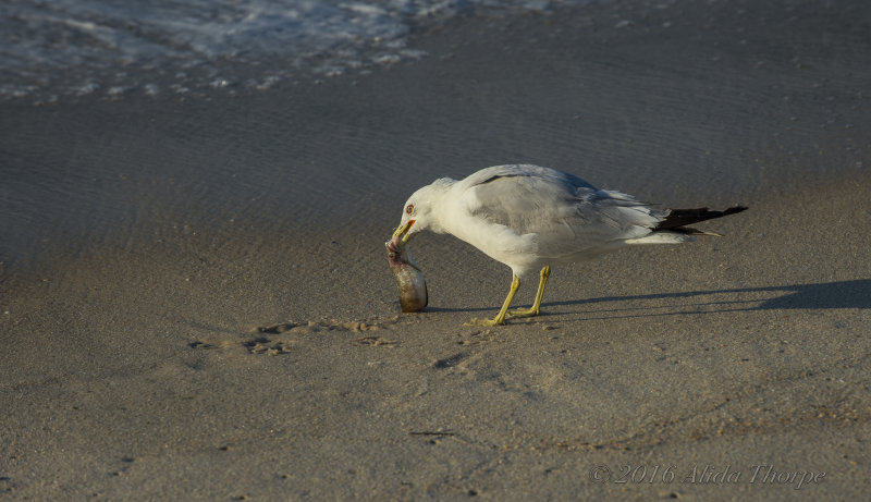Gull with Breakfast