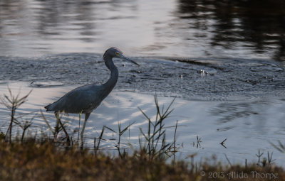 heron silhouette