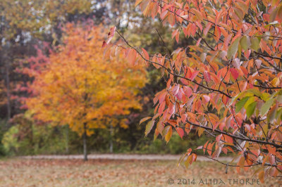 Autumn Meadow Croft 