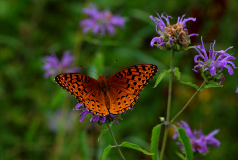  Aphrodite Fritillary ( Speyeria aphrodite ) 