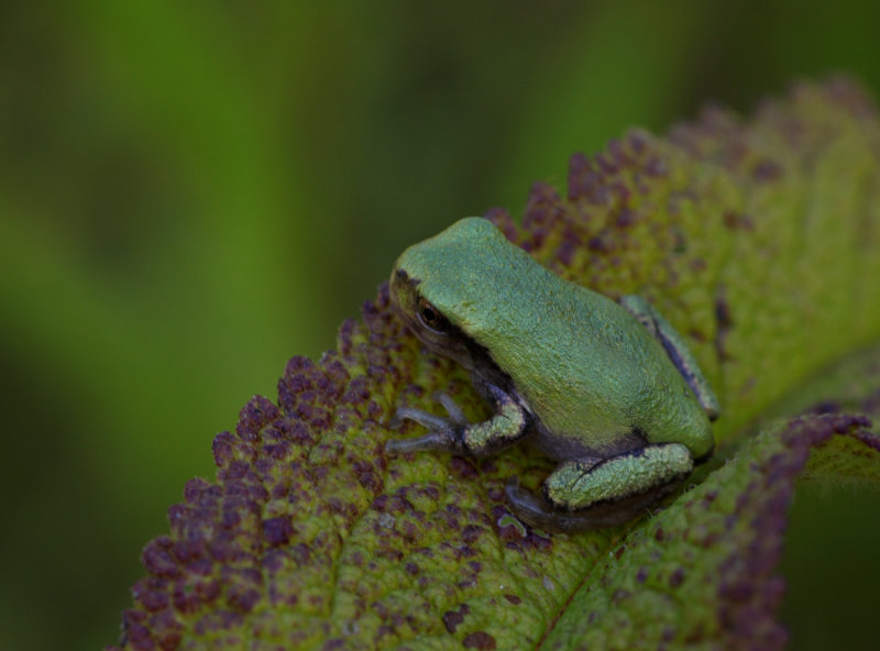 Grey Tree Frog (Hyla Versicolor)