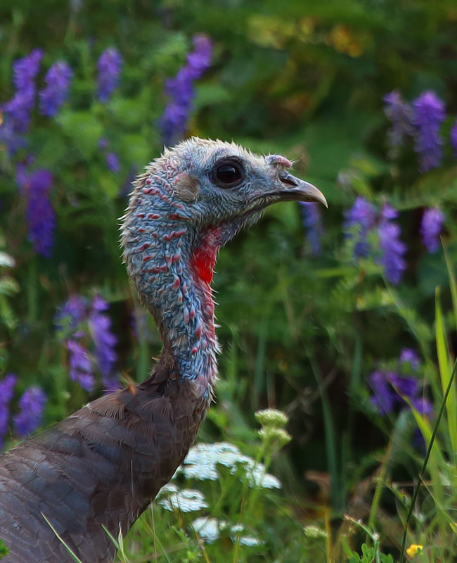 Wild Turkey Hen