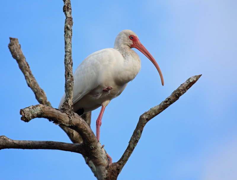 White Ibis