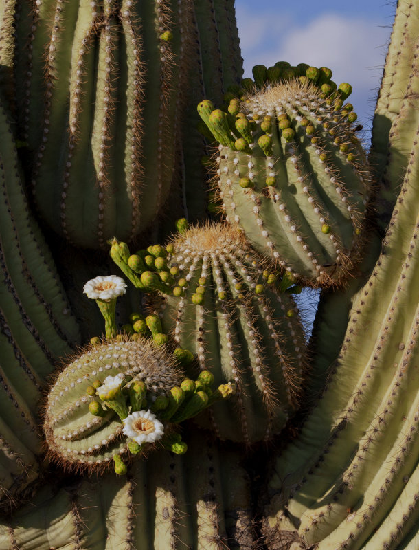 Saguaro Cactus