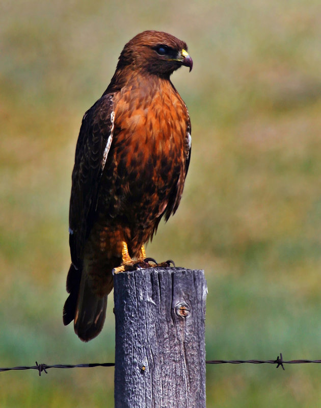 Red-Tailed Hawk (Dark Morph)