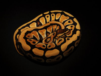 Ball Python (Desert Morph)